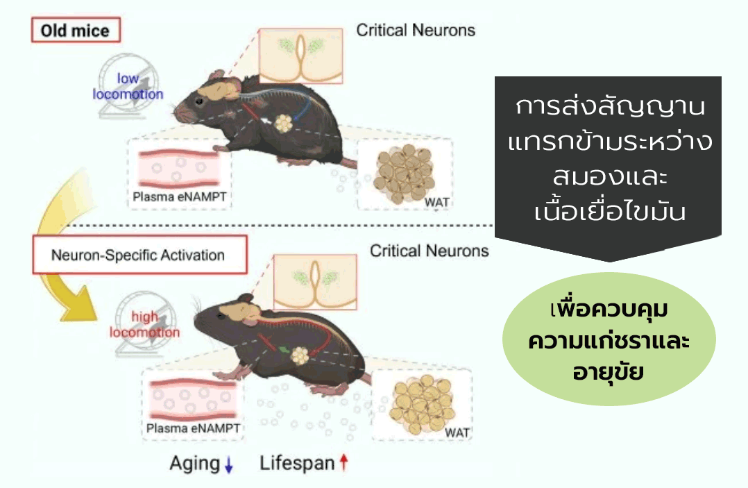 Biohacking ล่าสุด! เผย "วงจรลับ" ระหว่างสมองและไขมัน กุญแจสำคัญสู่การย้อนวัยและอายุยืนยาว